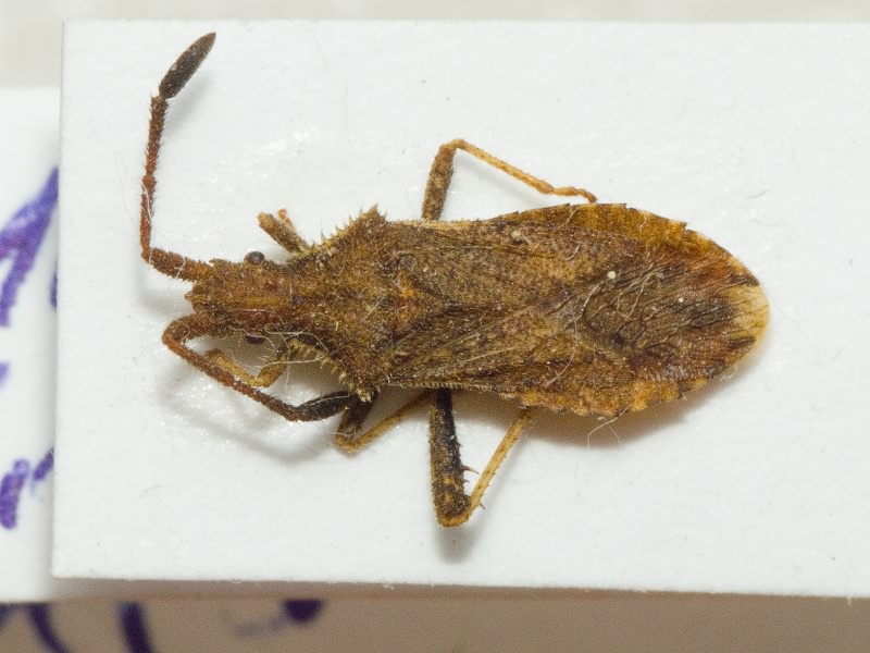 Coriomeris affinis (Herrich-Schäffer, 1839)